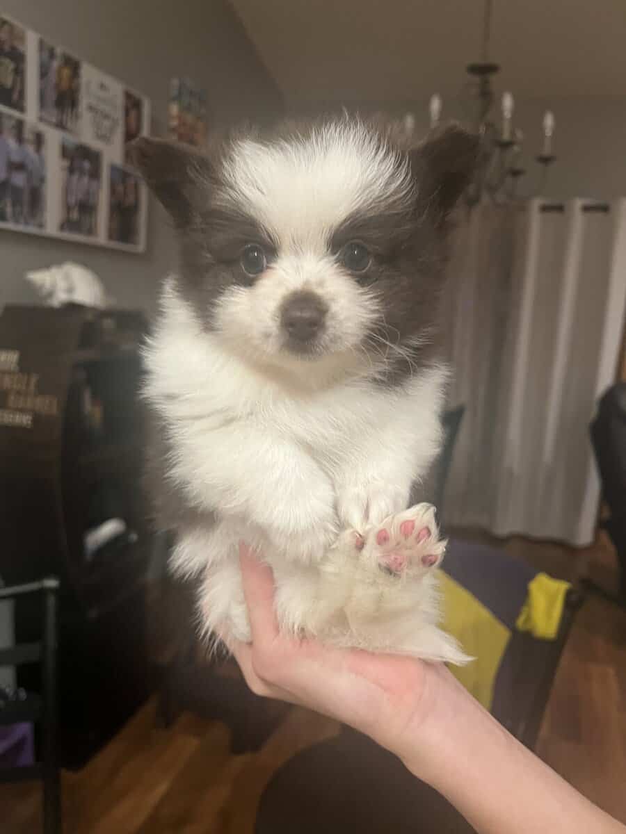 Pomeranian puppies image 2