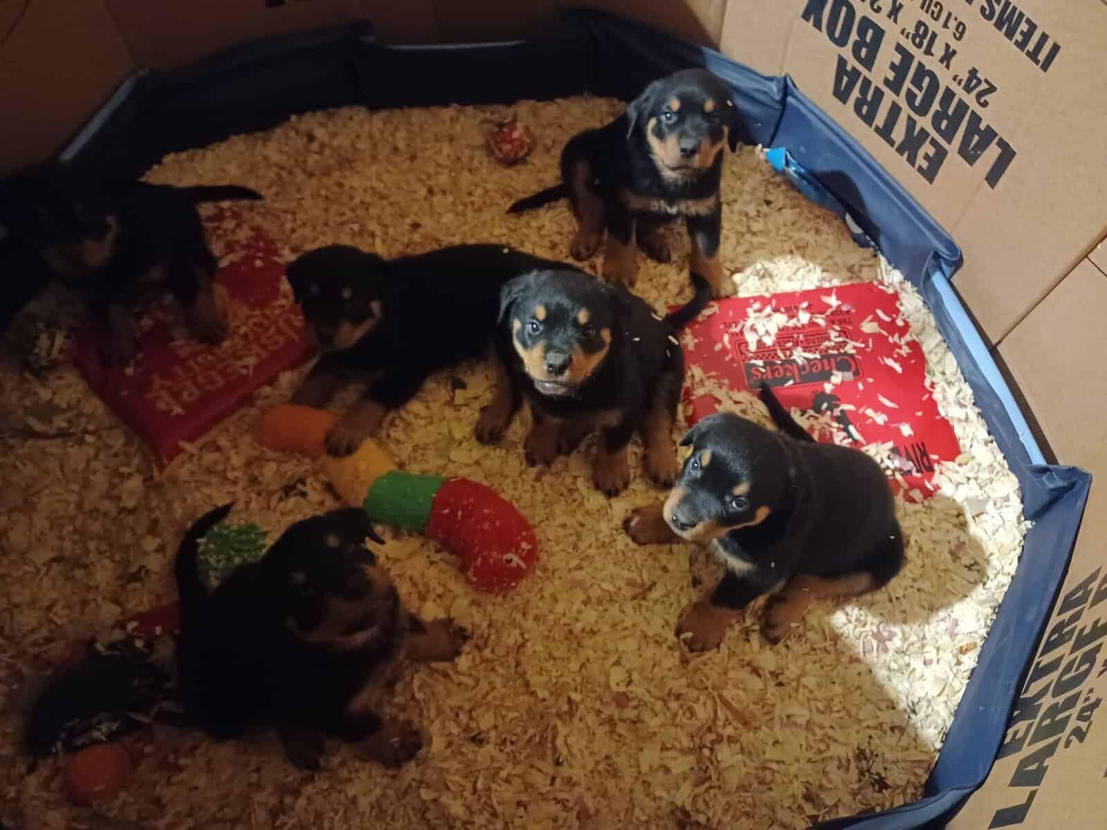 Rottie Pups For Sale image 6