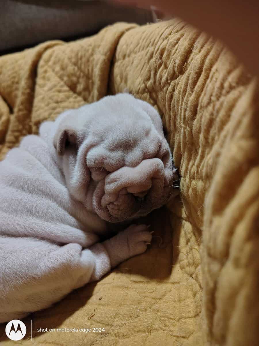 Shar pei puppies image 1