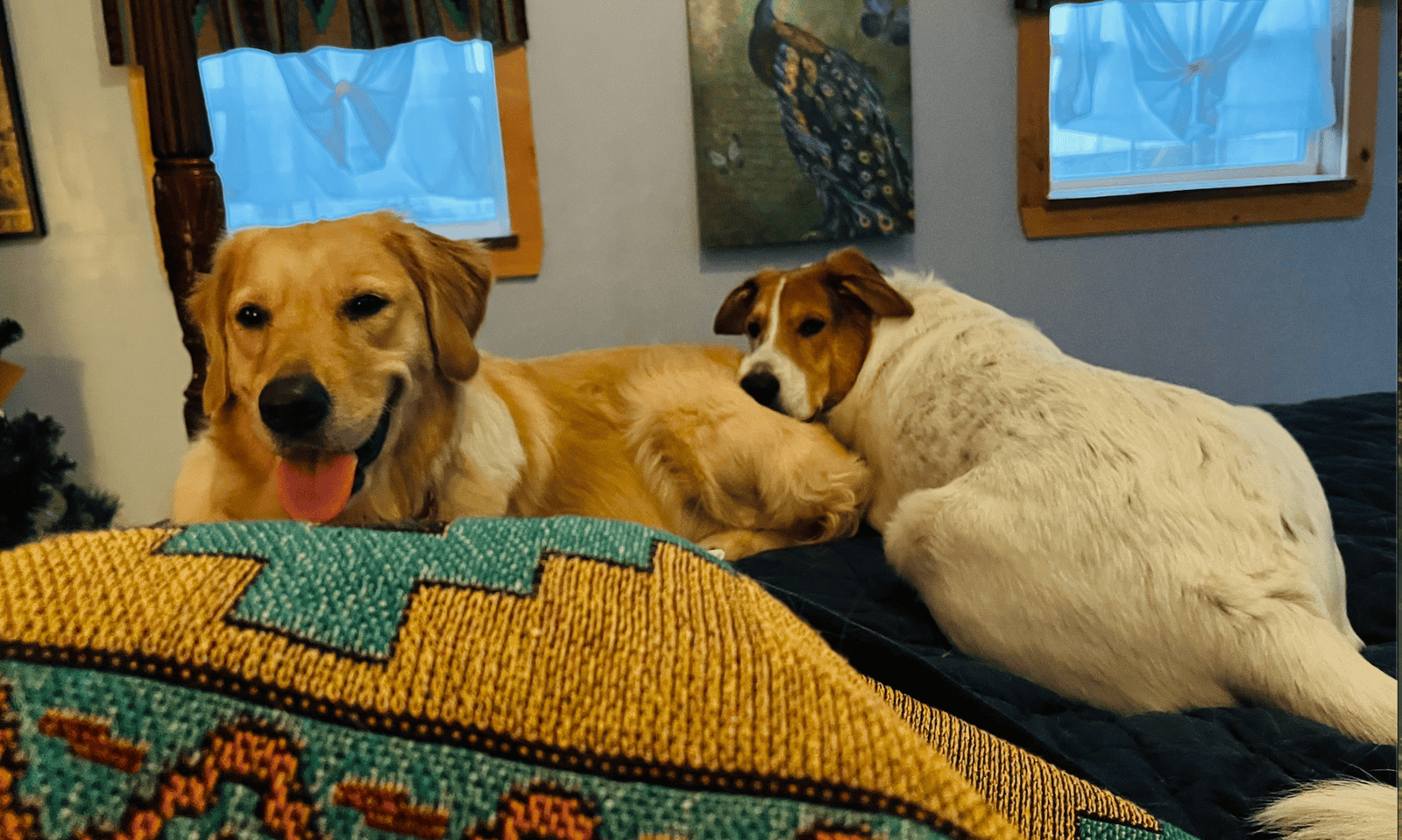 Dennis the Menace: Puppy Seeking Home image 4