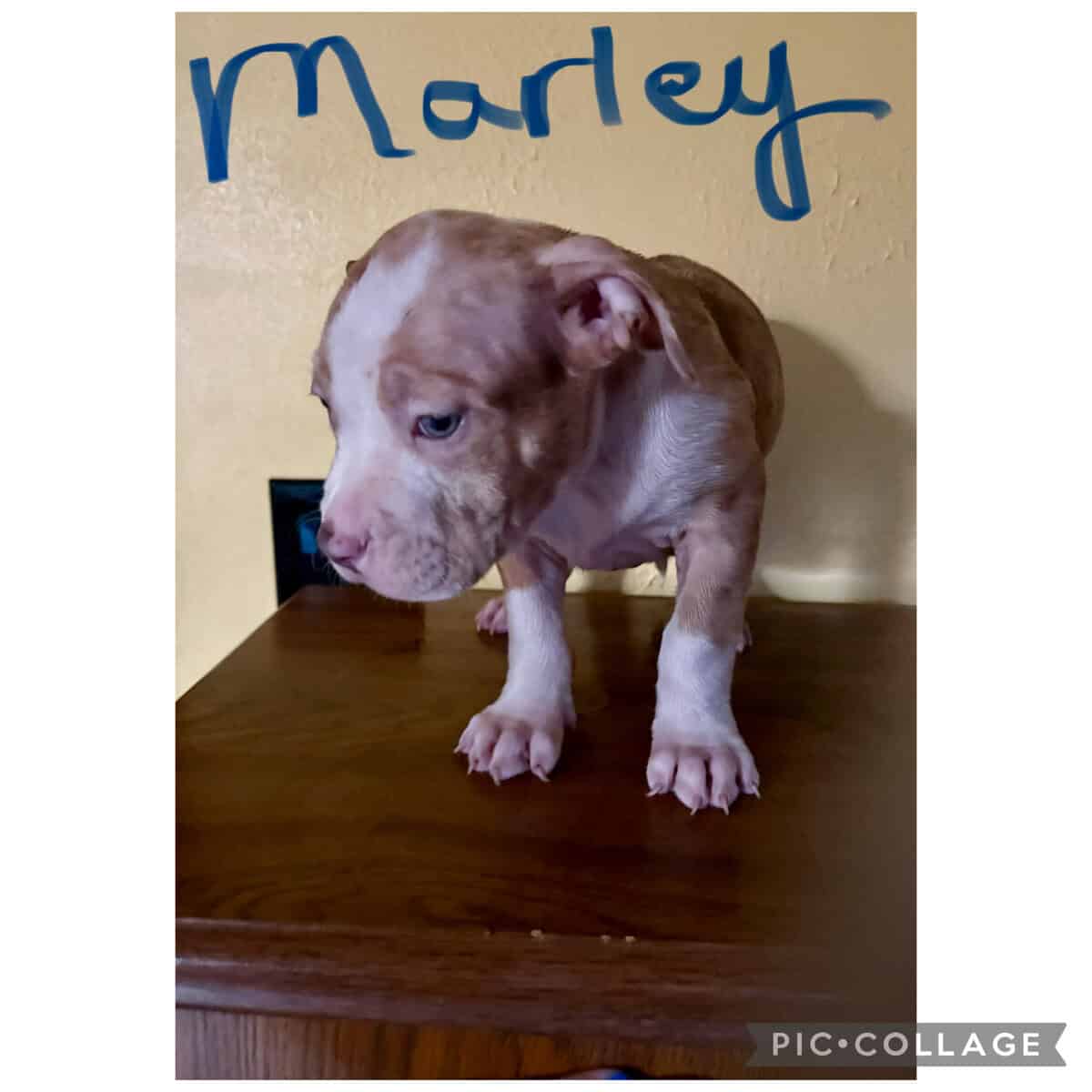 ABKC Registered American Bully puppies image 1