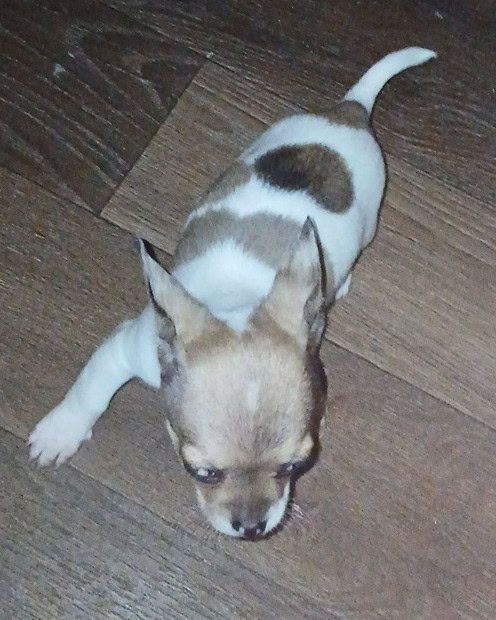Stunning different colors merle piebald male chihu image 21