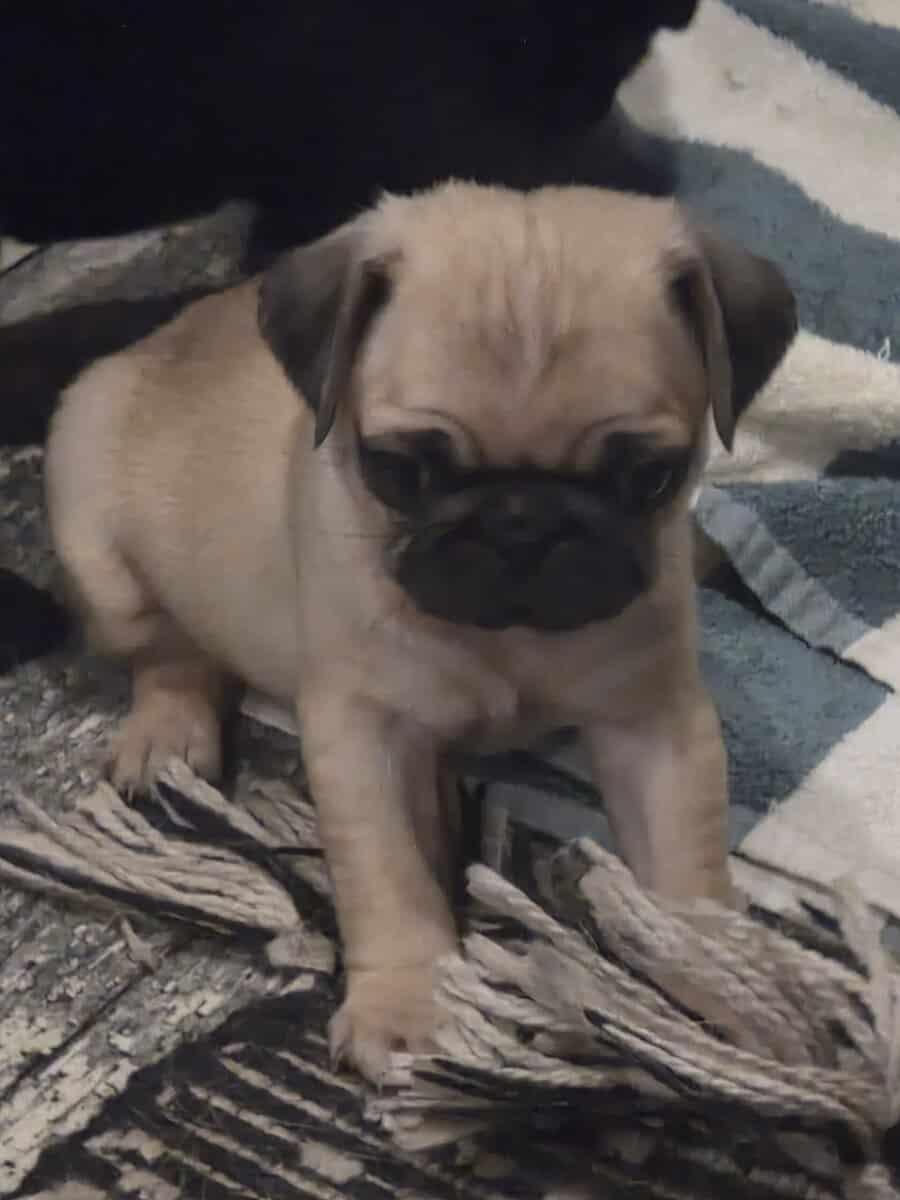 Pug puppies image 3