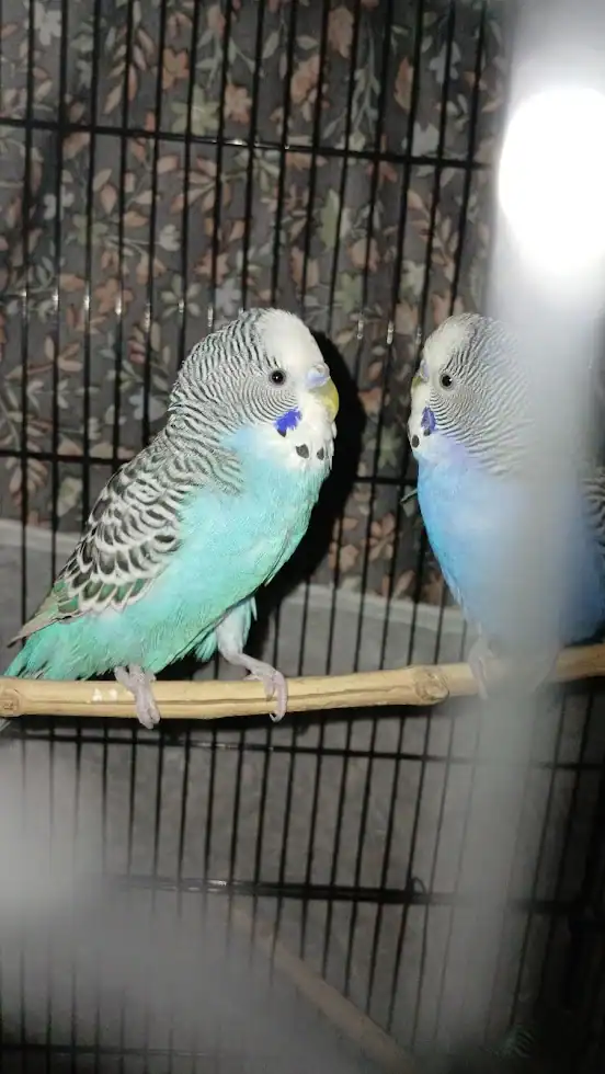 CottonCandy & Blueberry - 2 cute budgie siblings image 1