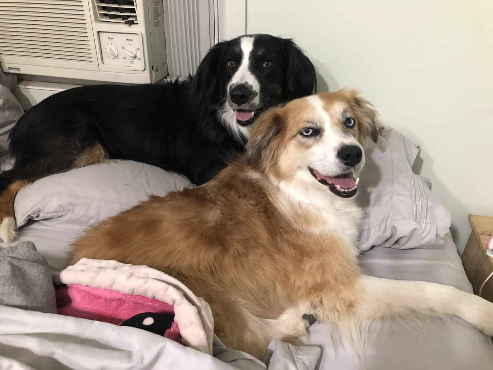 Sweet Female Aussie Looking for Her Person image 3