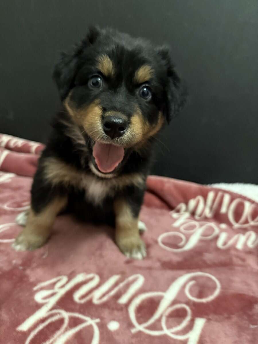 Australian Shepherd Black Tri Female Puppy image 2