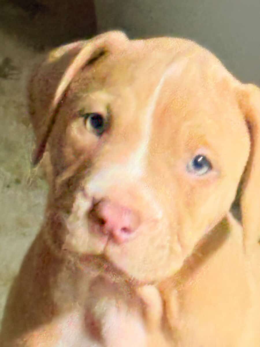 For sale pitbull image 2