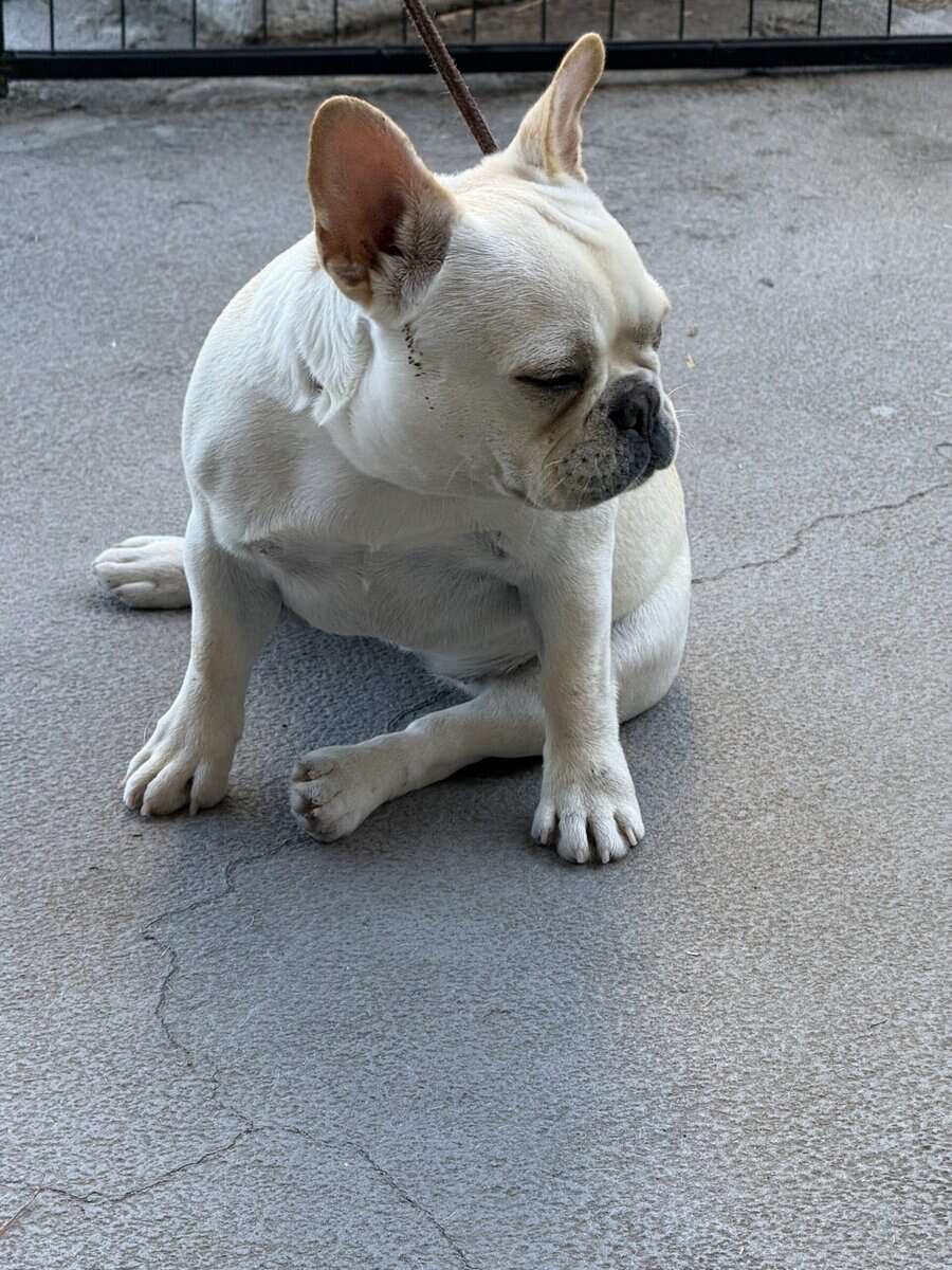 fawn 6 months female French Bulldog image 3