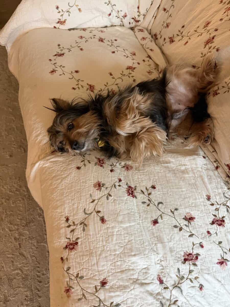 6 yr Yorkie/Terrier mix image 1