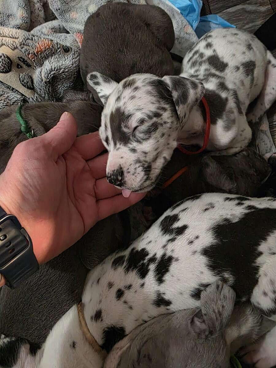 AKC Great Dane Puppies for sale image 1