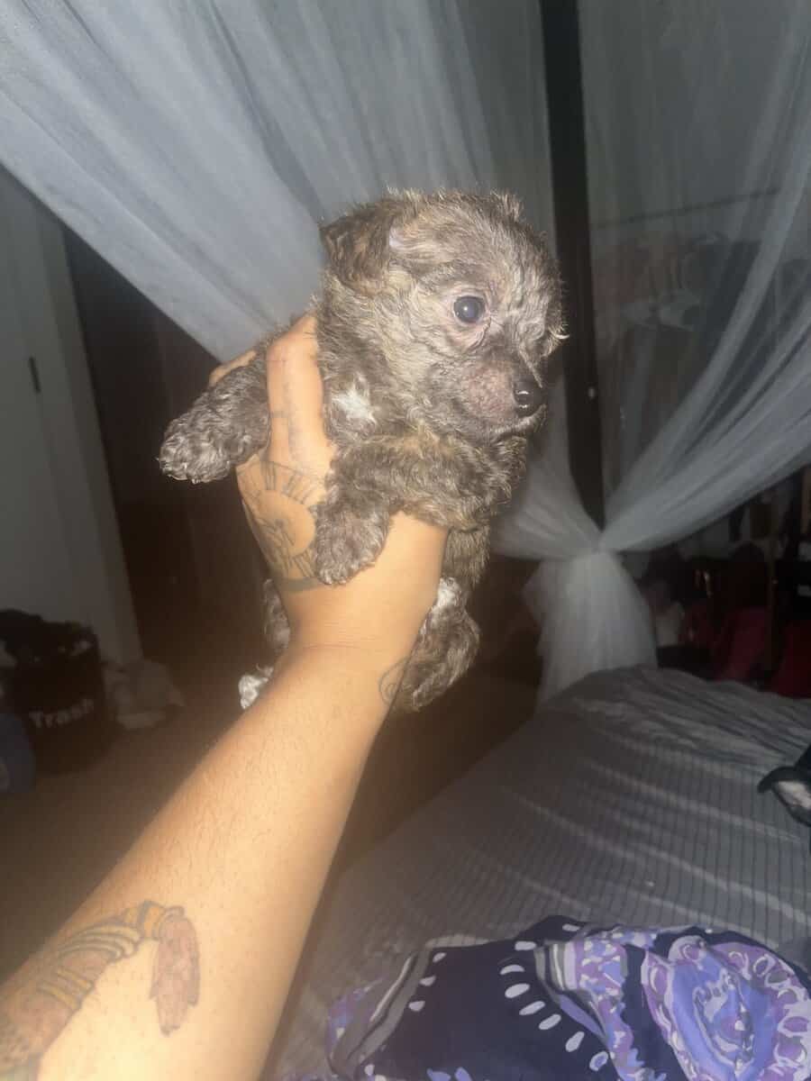 Yorkiepoo / Chihuahua Mix Puppies image 7