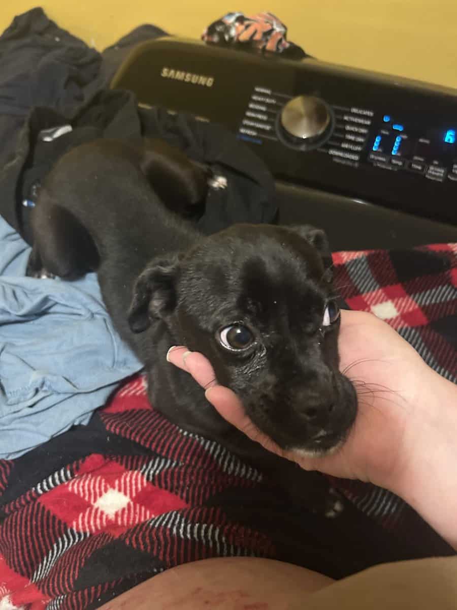 Pug Mix Female image 1