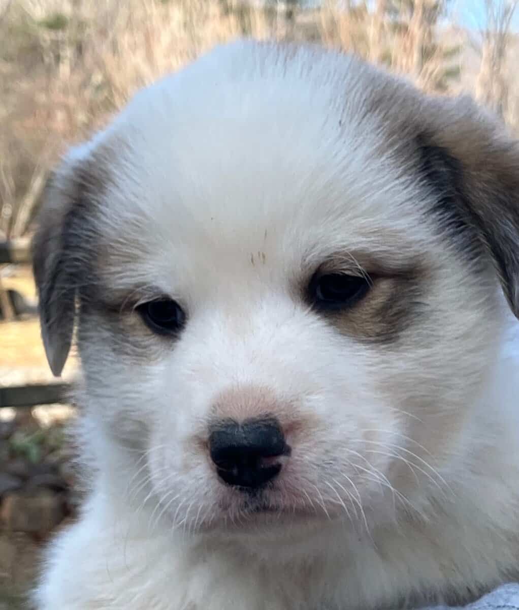 Great Pyrenees mix puppies! image 10