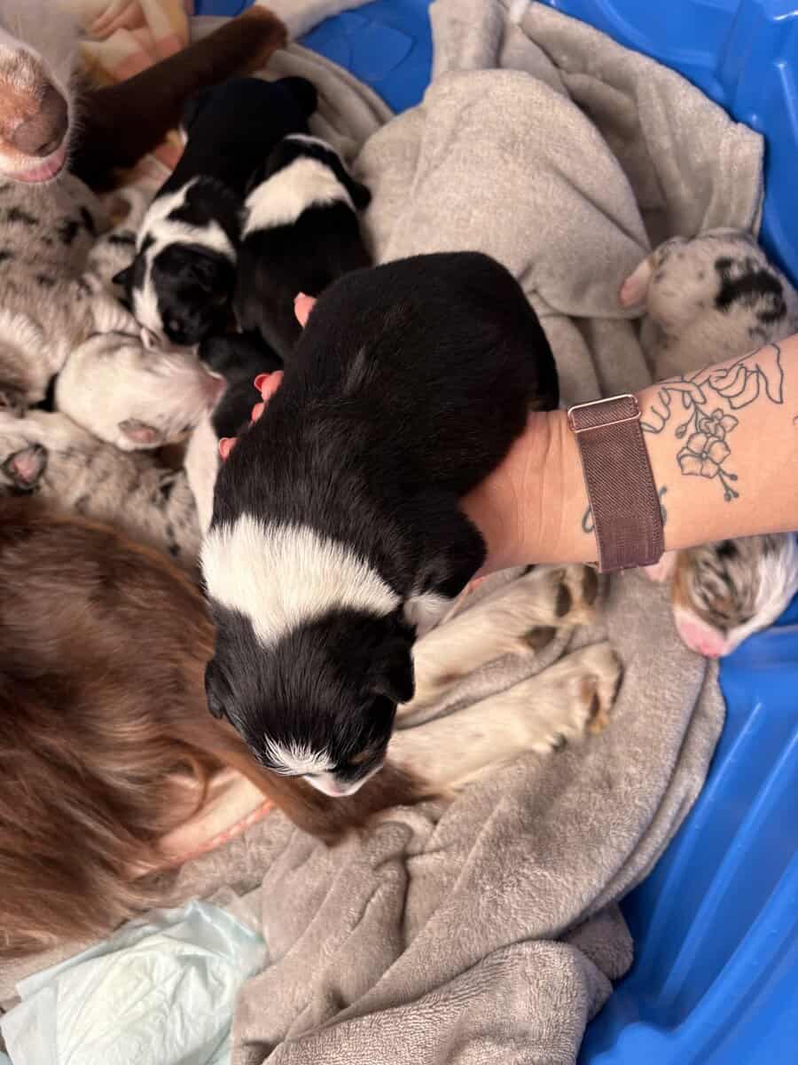 Australian Shepherd Puppies image 3