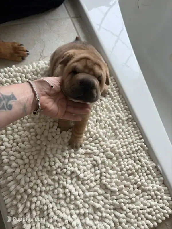 Chinese Shar-pei image 14