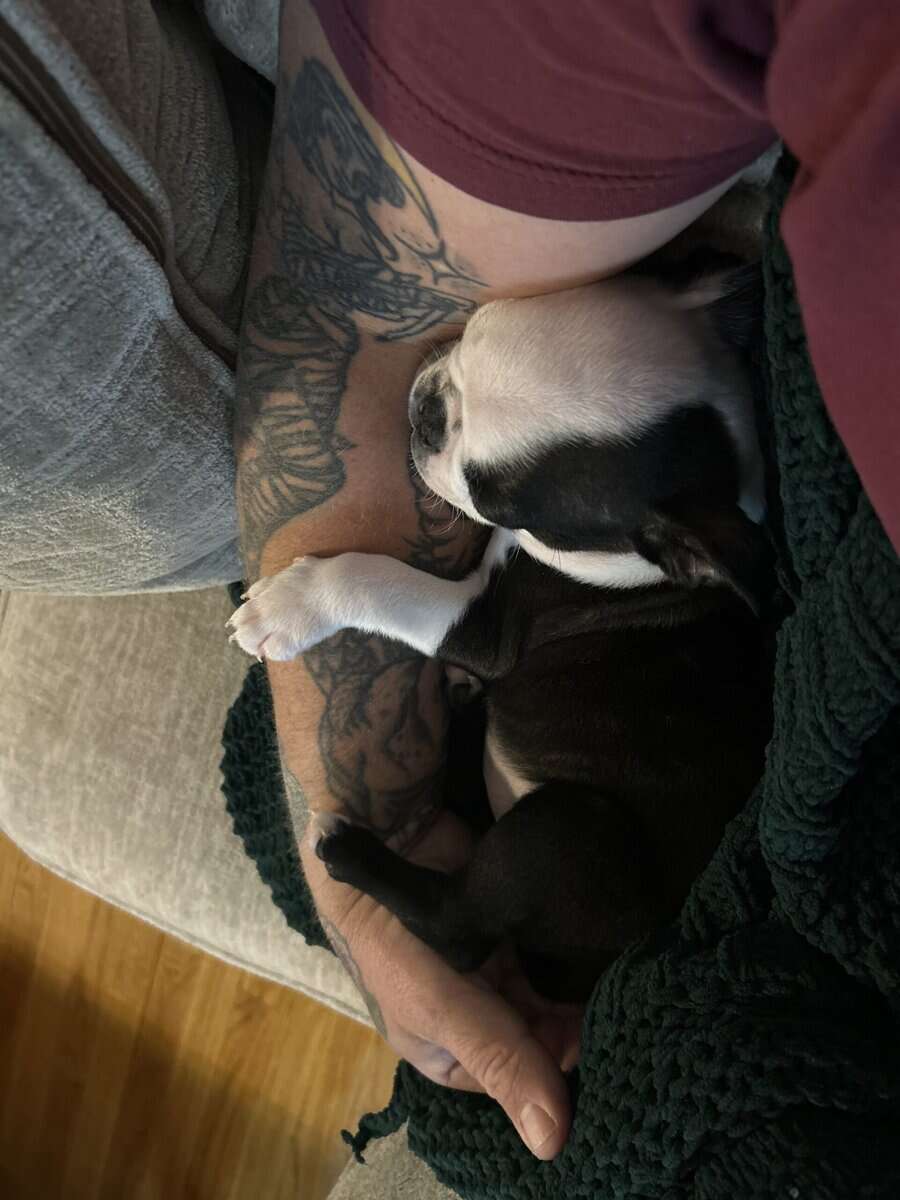 Bugg Puppies image 7