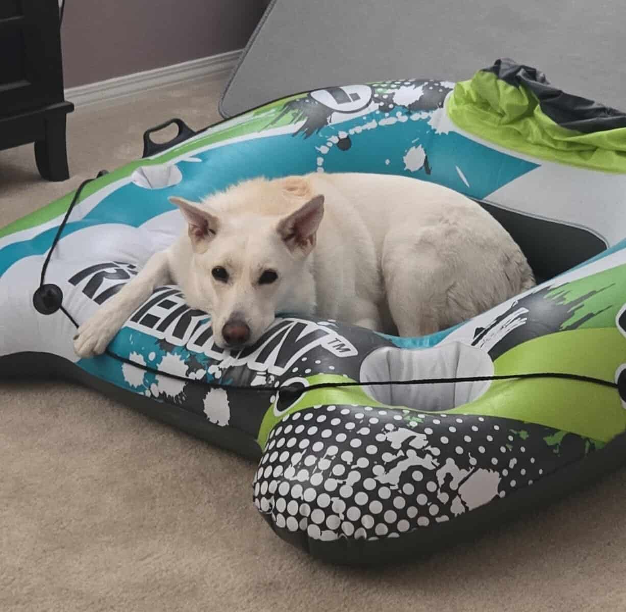 Rehome Dog image 3