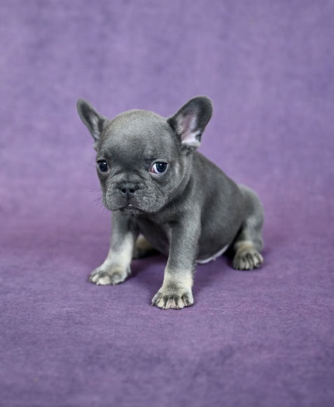 French Bulldog Lilac Male image 2