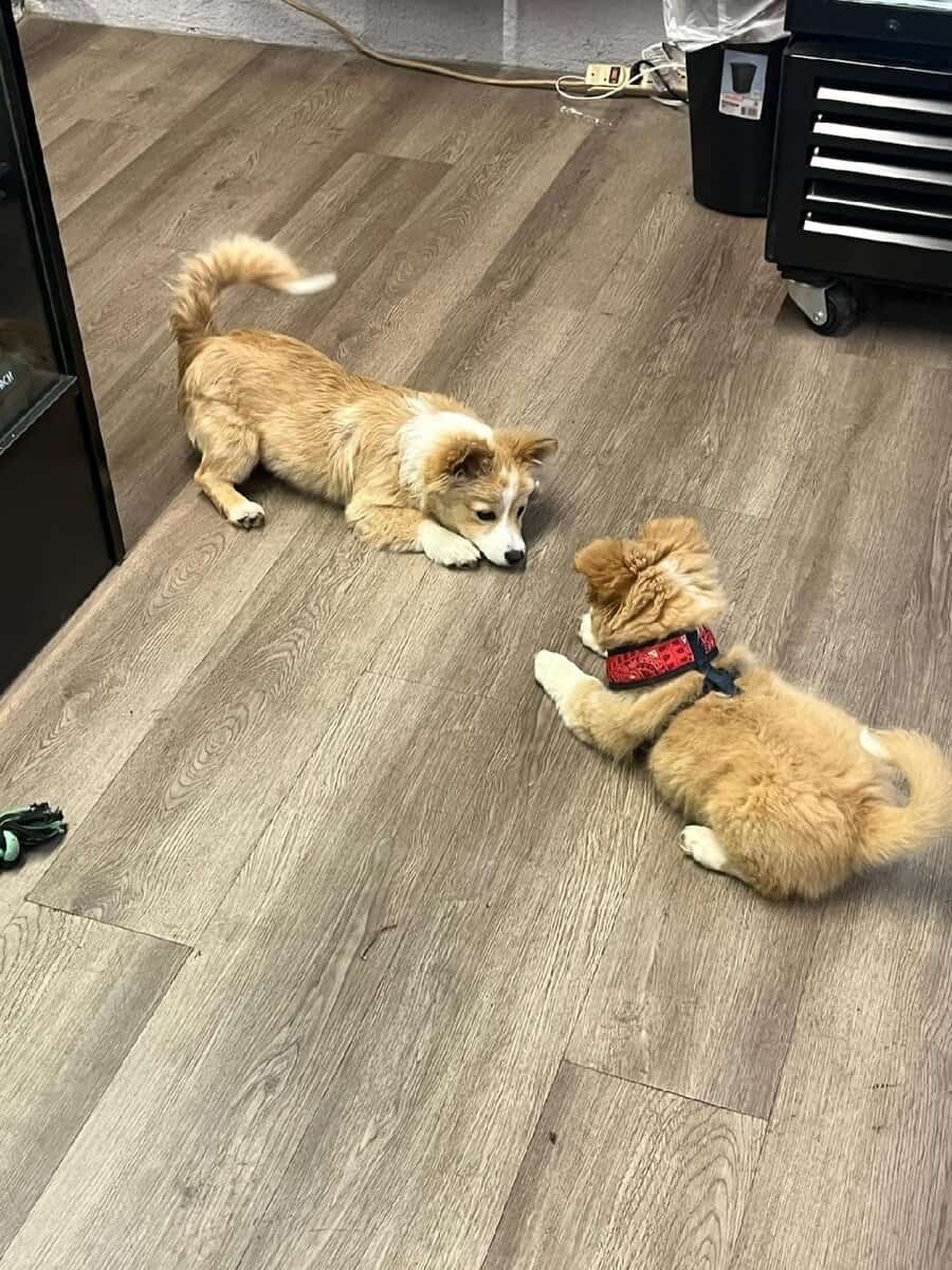 Pomeranian Puppies image 1