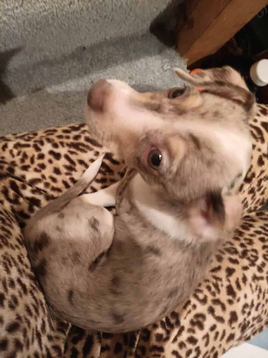 Chiweenie puppy 6/6 Merle image 9