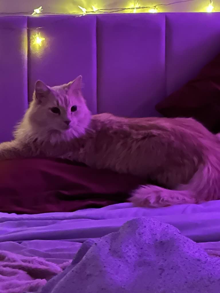 Meet Star 🌟 A Loving, Cuddly 7-Month-Old Cat image 1