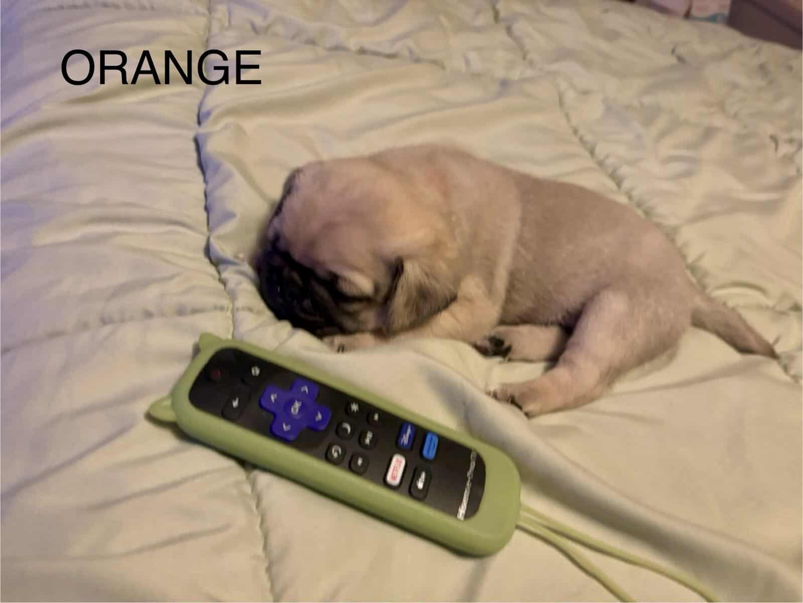 PUG PUPPIES!! image 6
