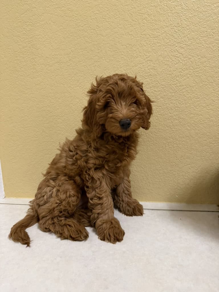 Loving Mini IrishDoodle Puppy Seeking Forever Home image 1