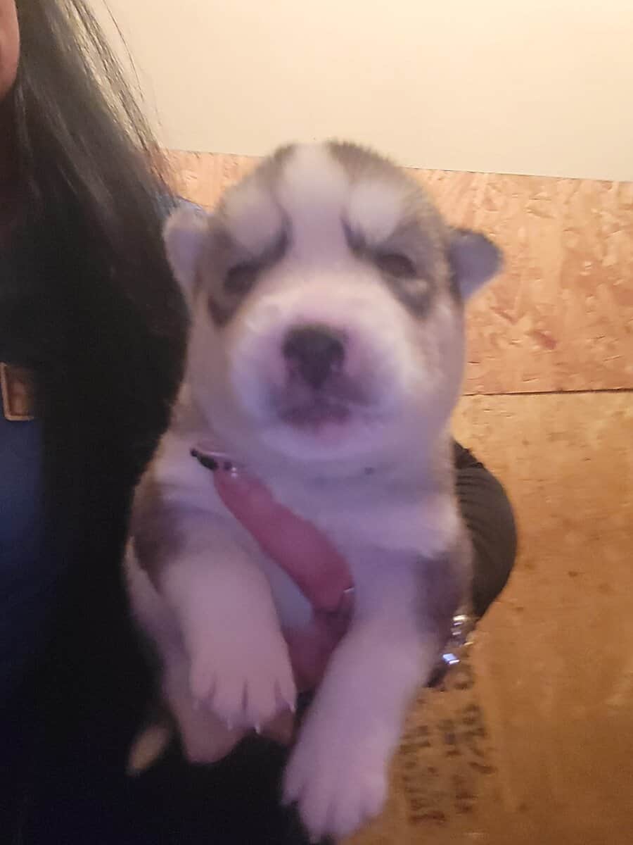 Siberian-husky puppies image 2