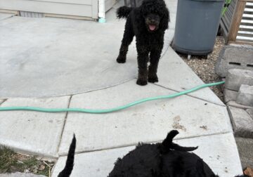 Beautiful purebred Moyen Poodles