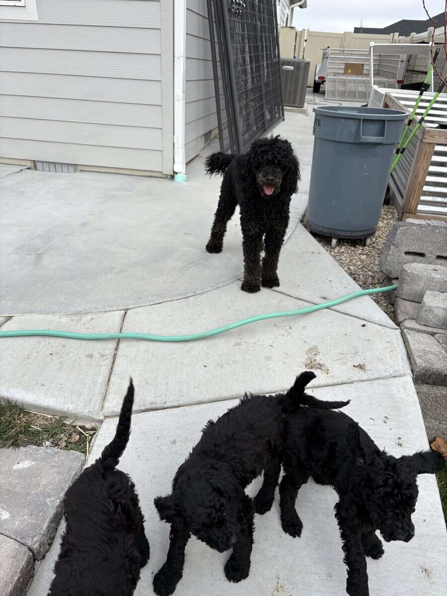 Beautiful purebred Moyen Poodles image 1