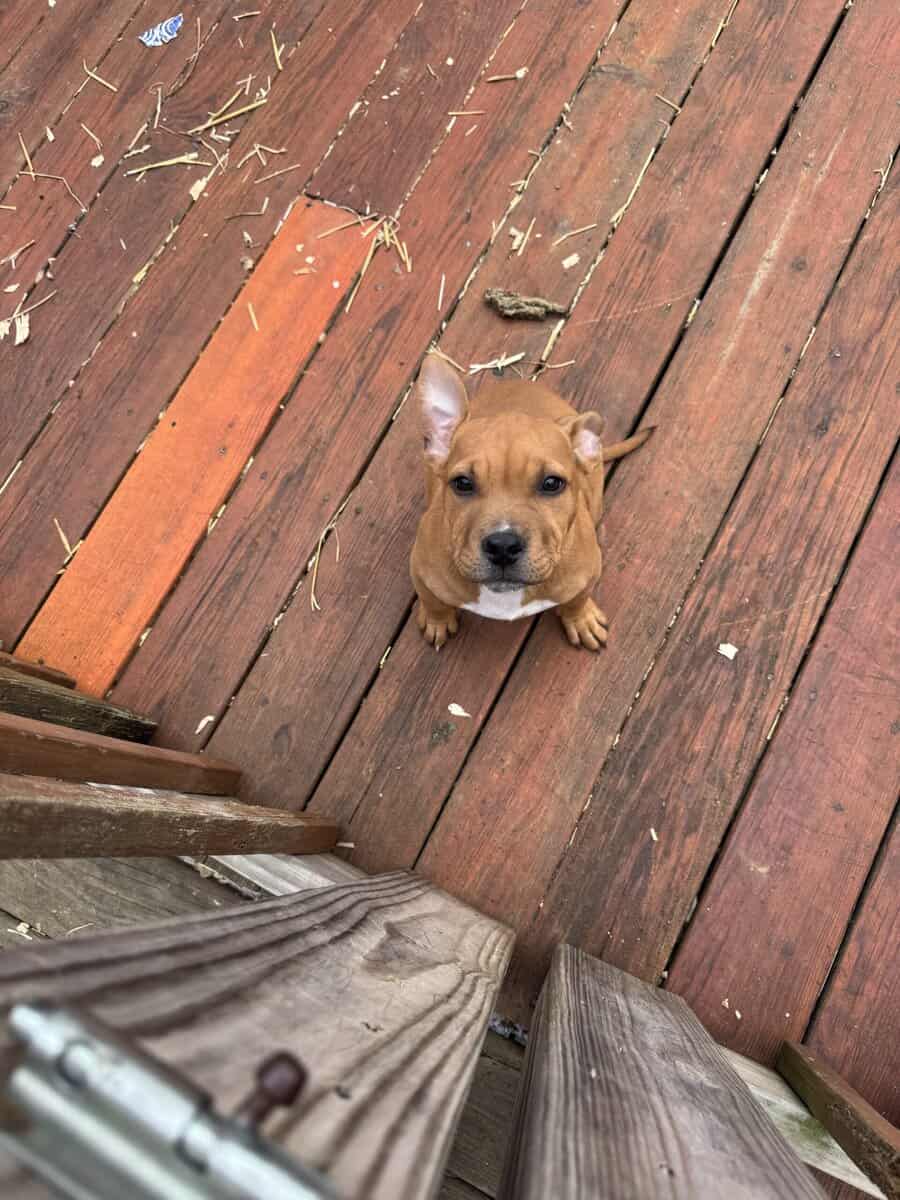 10 week old female American bully / pit bull for s image 2