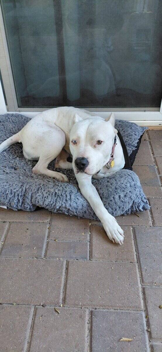 Meet Chevy, A Loving Dogo Argentino image 5