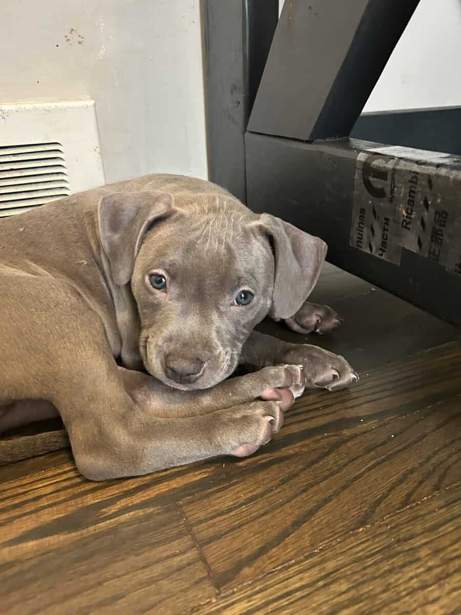 Rehoming 7 pit bull puppies image 6