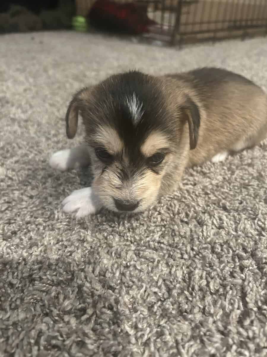 Mixed husky/terrier puppies image 9