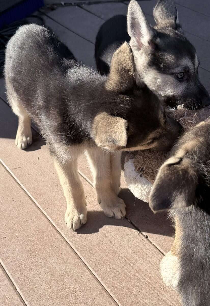 German shepherd/ white shepherd puppies image 1