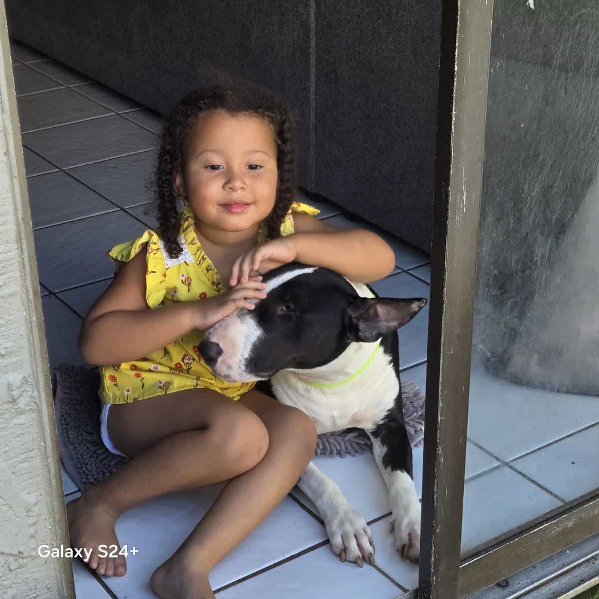 Bullterrier 2yrs female image 2