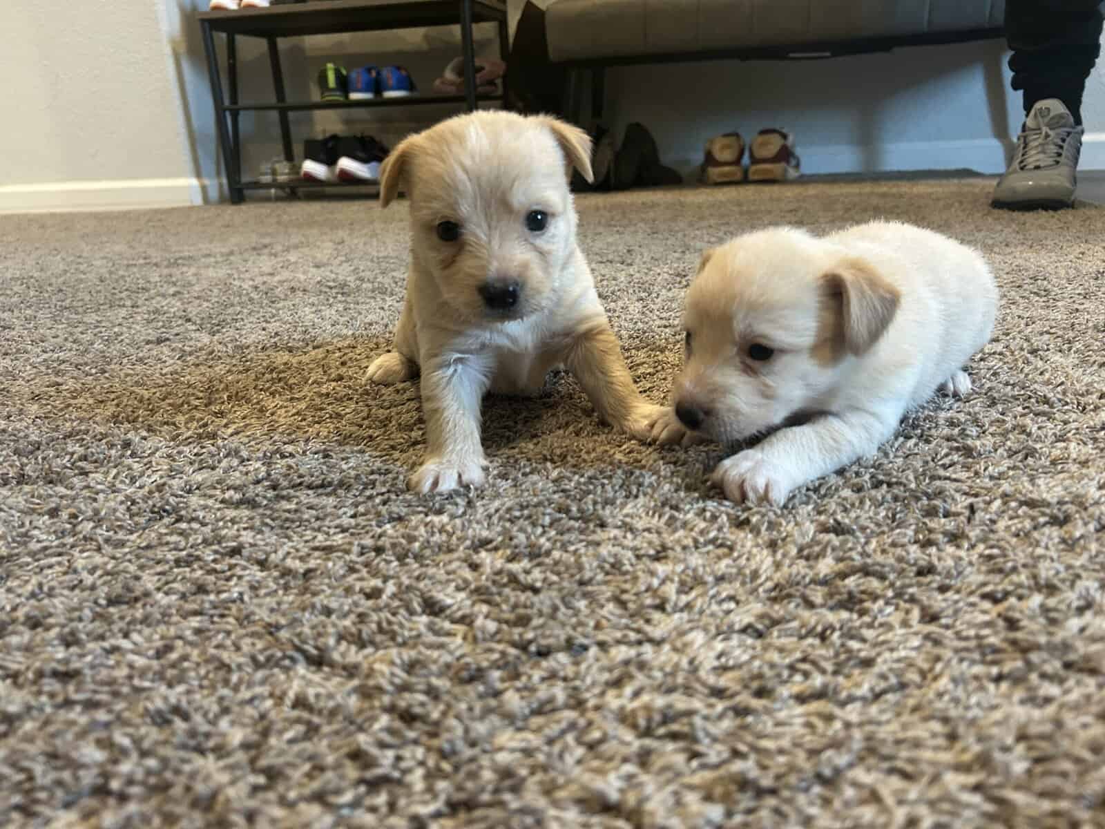 Mixed husky/terrier puppies image 8