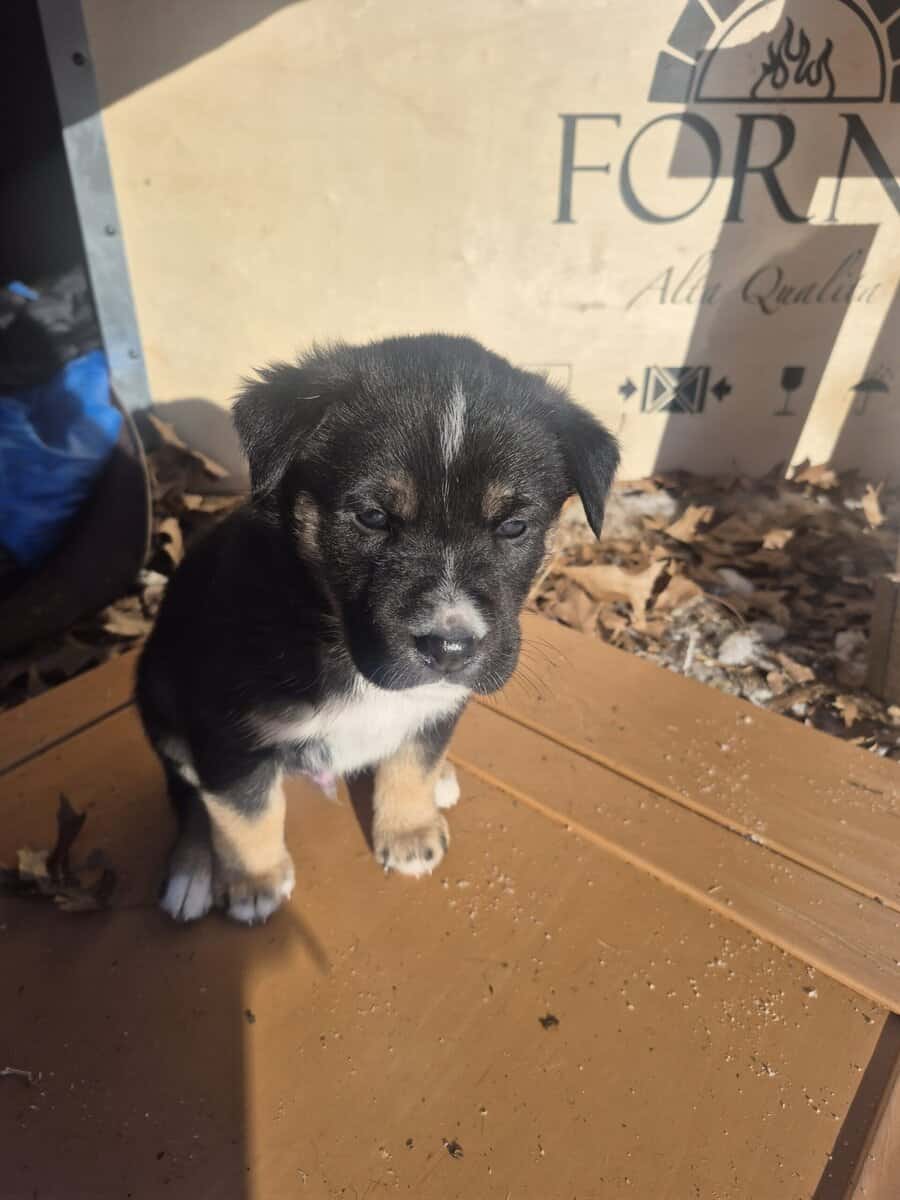 Blue Heeler Mom and German Shepherd Dad puppies image 16