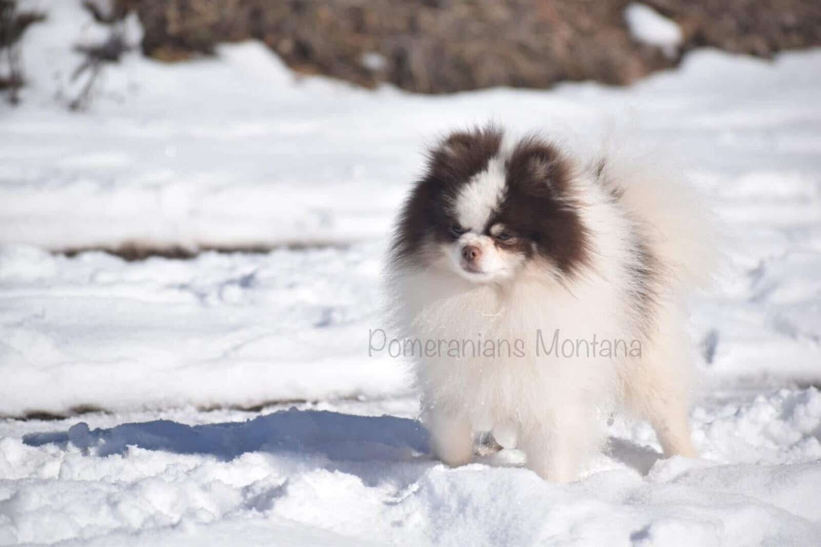 AKC Tiny Pomeranian Puppies image 7