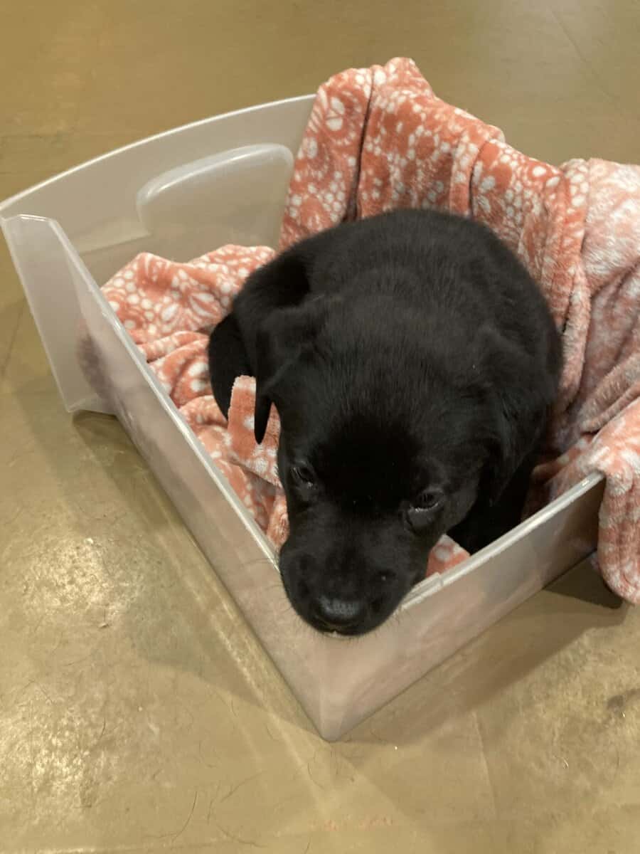 Lab mix puppies image 1