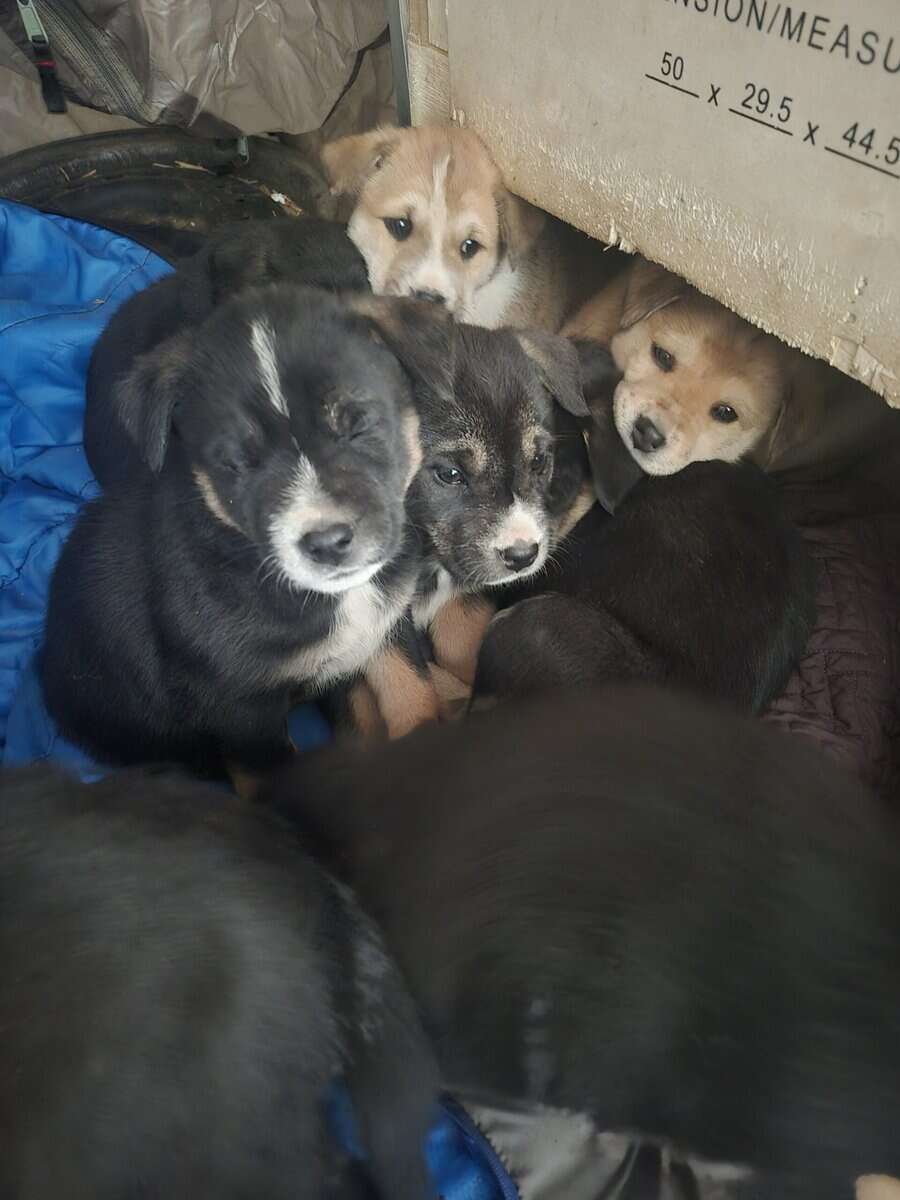 Blue Heeler Mom and German Shepherd Dad puppies image 1