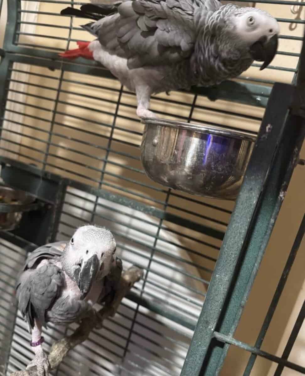 African Gray for sale - Male and Female image 3