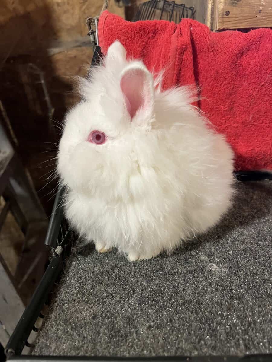 Lionhead Rabbits image 1