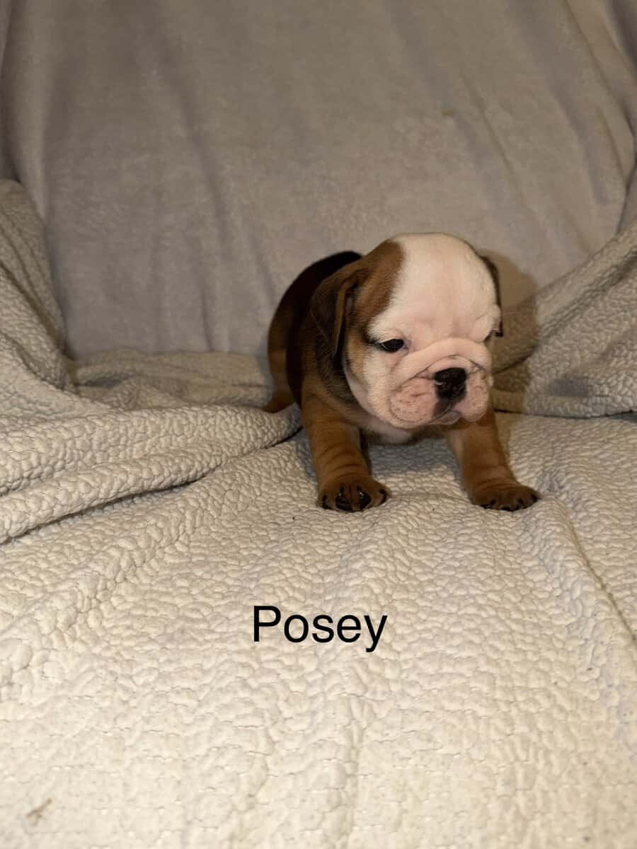 🐾 **Adorable English Bulldog Puppies ** 🐾 image 14