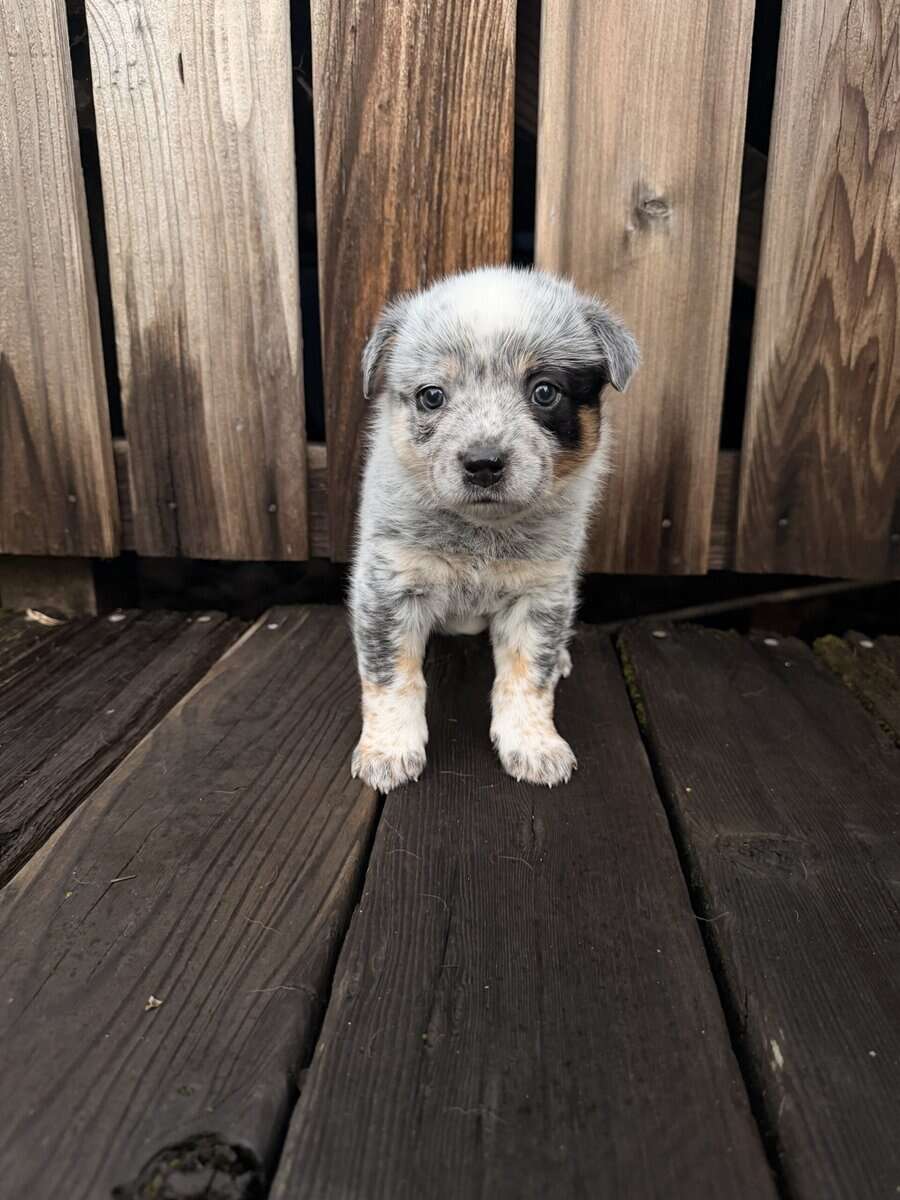 Australian cattle dog puppies for sale image 1