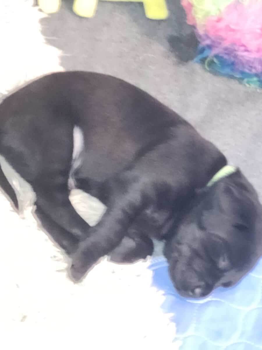 Registered Black Labrador Retriever puppies image 3