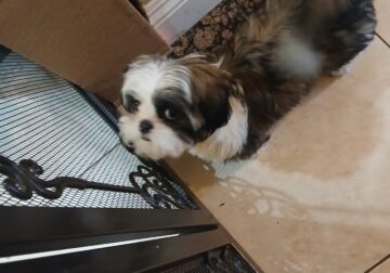 Shitzu puppy for sale