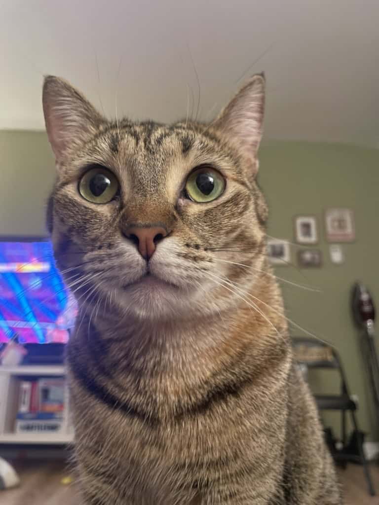 Looking for a forever home for loving cats image 2
