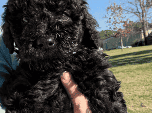 Golden Doodles born 11-18-2025. Huntsville Conroe