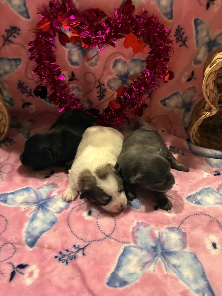 Browns Pomeranian pups image 7